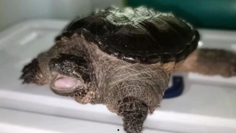 北美鳄龟视频,水中霸主的生活掠影