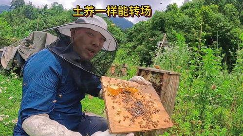养土蜜蜂视频,揭秘传统蜂业养殖技巧与生态效益